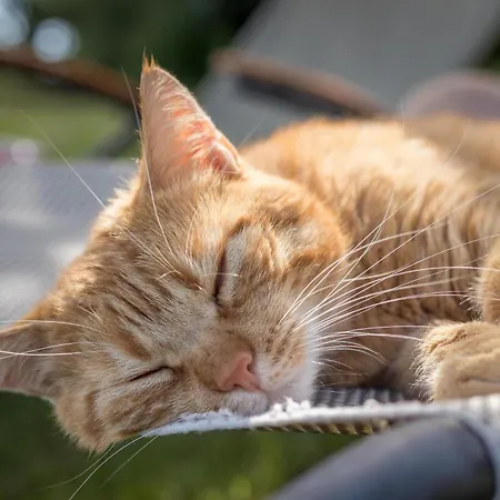 Strandkater Сasa de vacaciones