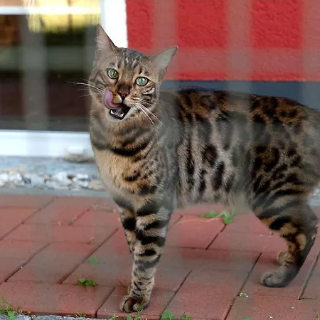 Сasa de vacaciones Strandkater