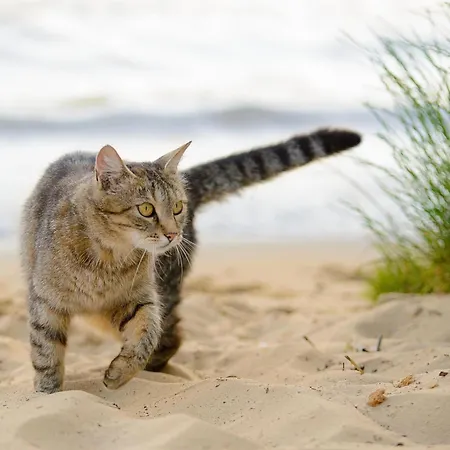 Сasa de vacaciones Strandkater Altenkirchen (Mecklenburg-Vorpommern)